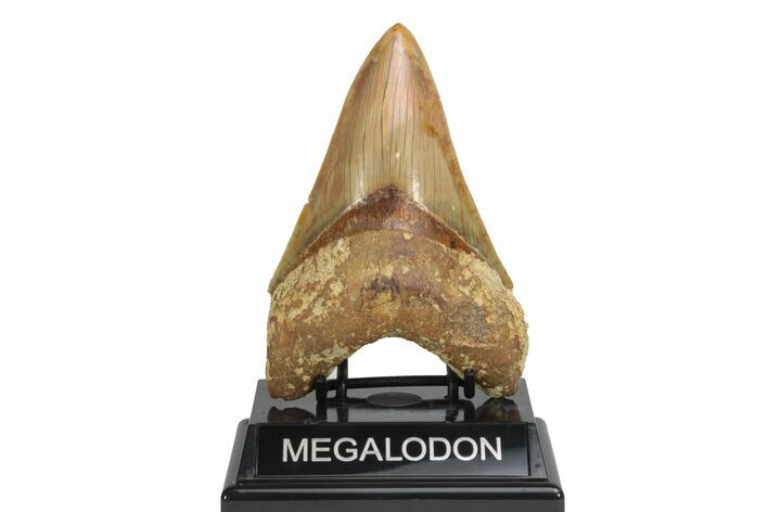 Serrated, Fossil Megalodon Tooth - Beautiful Indonesian Meg #226246